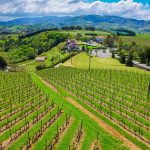 zarautz_vinedos_a3_wp_160503_012